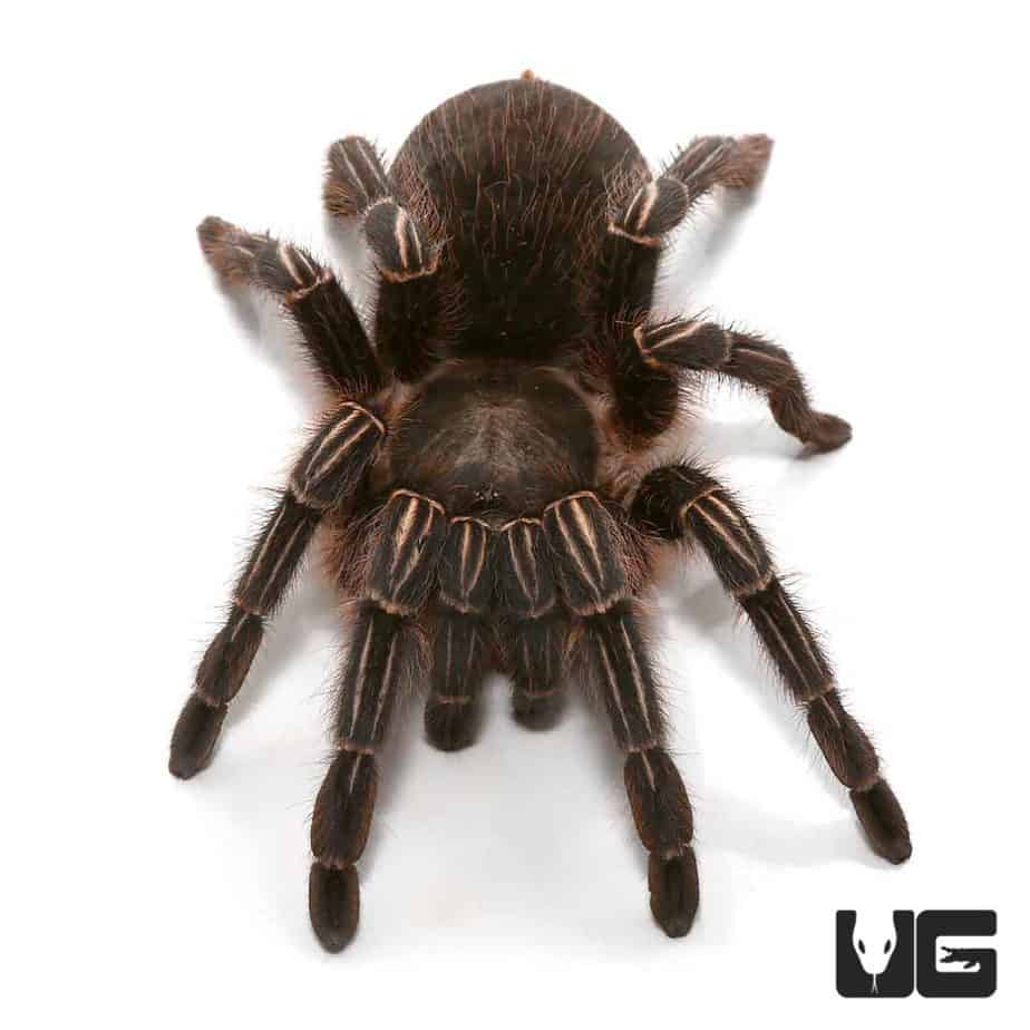Stripe Knee Tarantulas (Aphonopelma seemanni) For Sale Underground