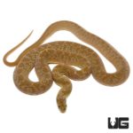 West African Egg Eating Snakes For Sale - Underground Reptiles