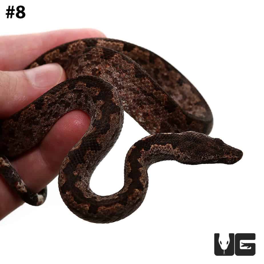 Solomon Island Ground Boas for sale Underground Reptiles