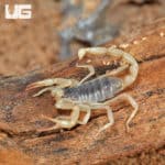 Desert Hairy Scorpion (Hadrurus arizonensis) for sale