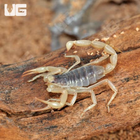Desert Hairy Scorpion (Hadrurus arizonensis) for sale