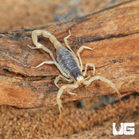 Desert Hairy Scorpion (Hadrurus arizonensis) for sale