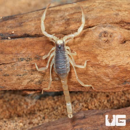 Desert Hairy Scorpion (Hadrurus arizonensis) for sale