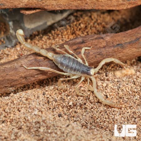 Desert Hairy Scorpion (Hadrurus arizonensis) for sale