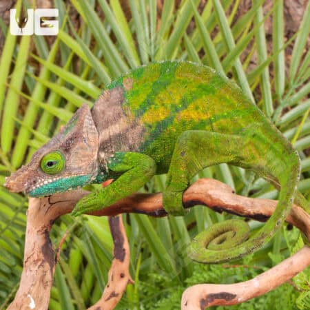 O'Shaughnessy's Chameleons For Sale - Underground Reptiles