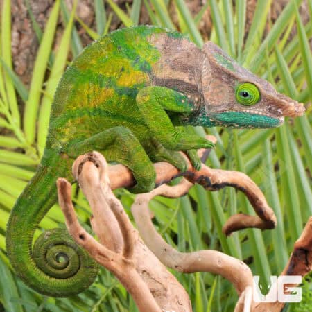 O'Shaughnessy's Chameleons For Sale - Underground Reptiles