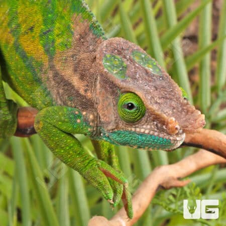 O'Shaughnessy's Chameleons For Sale - Underground Reptiles