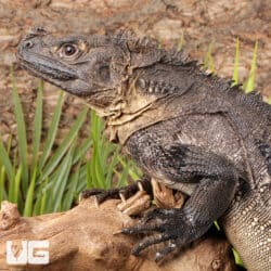 Adult Male Weber's Sailfin Dragons For Sale - Underground Reptiles