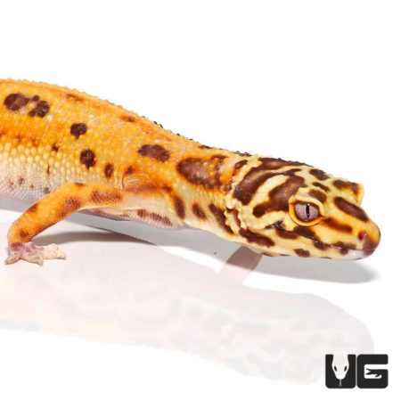 Adult Female Tangerine Albino Striped Tail Leopard Gecko for sale - Underground reptiles