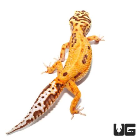 Adult Female Tangerine Albino Striped Tail Leopard Gecko for sale - Underground reptiles