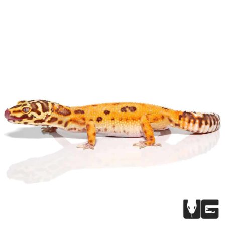 Adult Female Tangerine Albino Striped Tail Leopard Gecko for sale - Underground reptiles