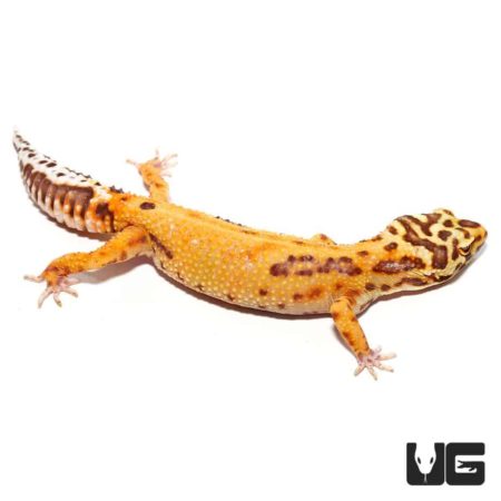 Adult Female Tangerine Albino Striped Tail Leopard Gecko for sale - Underground reptiles