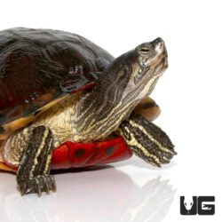 Adult Florida Red Belly Slider Turtles For Sale - Underground Reptiles