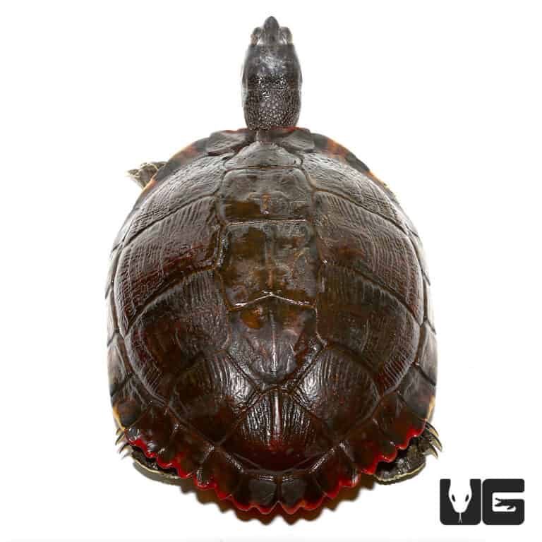 Adult Florida Red Belly Slider Turtles For Sale - Underground Reptiles