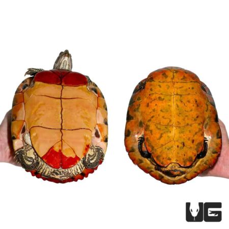 Adult Florida Red Belly Slider Turtles For Sale - Underground Reptiles