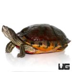 Adult Florida Red Belly Slider Turtles For Sale - Underground Reptiles