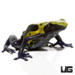 Adult Green Sipaliwini Dart Frogs For Sale - Underground Reptiles