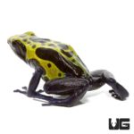 Adult Green Sipaliwini Dart Frogs For Sale - Underground Reptiles