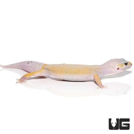 Adult Male Leucistic Leopard Gecko for sale - Underground reptiles