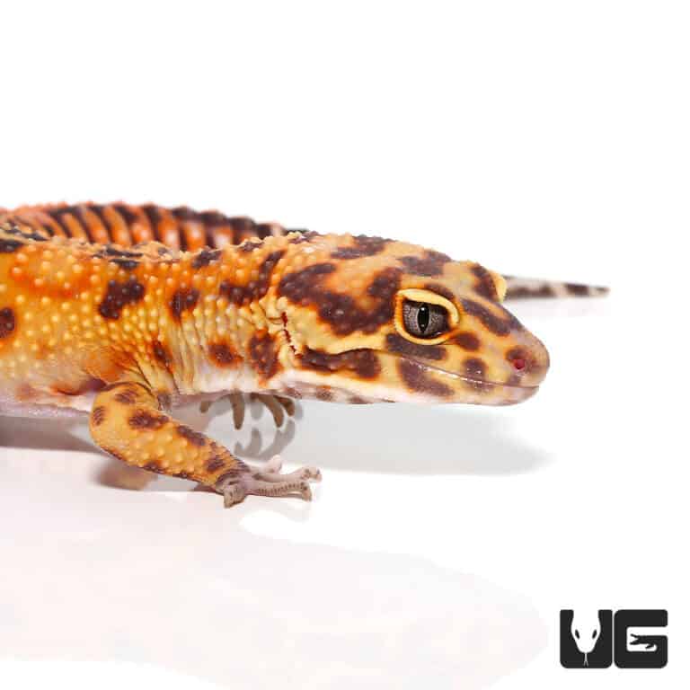 tangerine leopard gecko for sale male baby