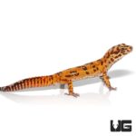 Adult Male Tangerine Albino Striped Tail Leopard Gecko for sale - Underground reptiles