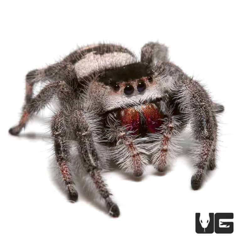 Adult Regal Jumping Spiders (Phidippus regius) For Sale Underground
