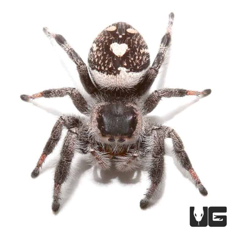 Adult Regal Jumping Spiders (Phidippus regius) For Sale Underground
