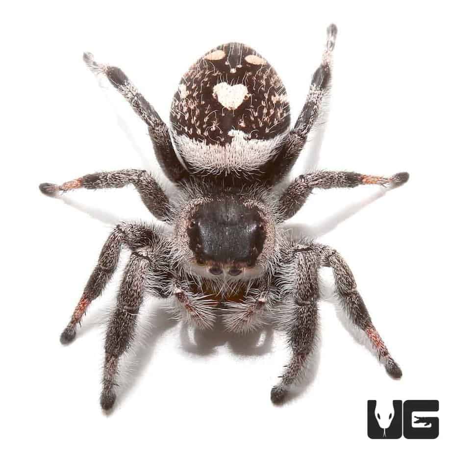 Regal Jumping Spider For Sale