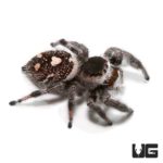 Adult Regal Jumping Spiders For Sale - Underground Reptiles