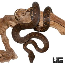 Solomon Island Tree Boa for sale - Underground Reptiles