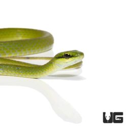 African Emerald Tree Snakes For Sale - Underground Reptiles
