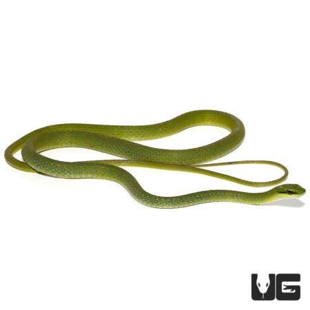 African Emerald Tree Snakes For Sale - Underground Reptiles