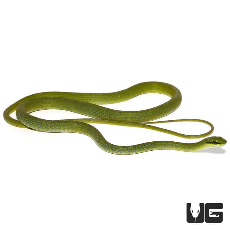 African Emerald Tree Snakes For Sale Underground Reptiles