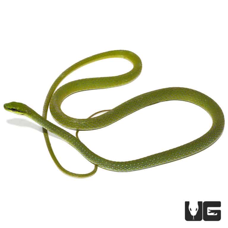 African Emerald Tree Snakes For Sale Underground Reptiles