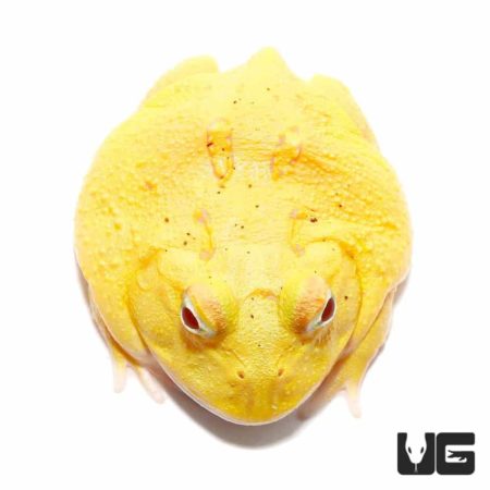 Albino Egg Yolk Patternless Pacman Frogs For Sale - Underground Reptiles