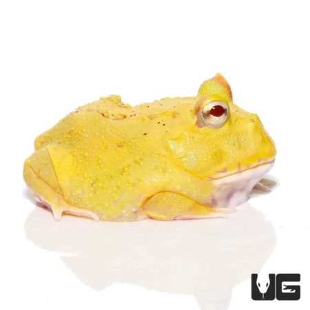 Albino Egg Yolk Patternless Pacman Frogs For Sale - Underground Reptiles