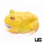 Albino Egg Yolk Patternless Pacman Frogs For Sale - Underground Reptiles