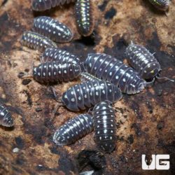 Armadillidium klugii Pudding Isopods for sale - Underground Reptiles