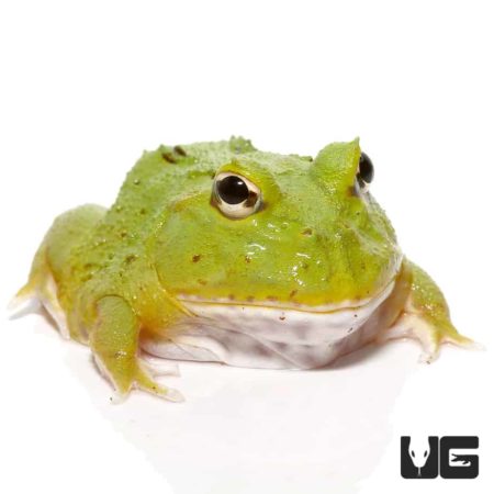 green pacman frog