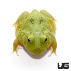 Avocado Patternless Green Pacman Frogs For Sale - Underground Reptiles