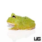 Avocado Patternless Green Pacman Frogs For Sale - Underground Reptiles