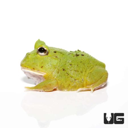 Avocado Patternless Green Pacman Frogs For Sale - Underground Reptiles