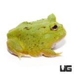 Avocado Patternless Green Pacman Frogs For Sale - Underground Reptiles