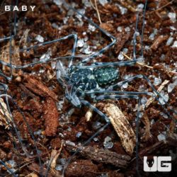 Baby Tailless Whip Scorpions For Sale - Underground Reptiles