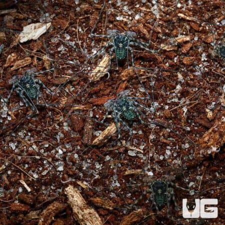 Baby Tailless Whip Scorpions For Sale - Underground Reptiles