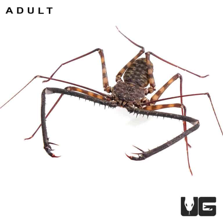 Baby Tailless Whip Scorpions (Damon variegatus) For Sale - Underground