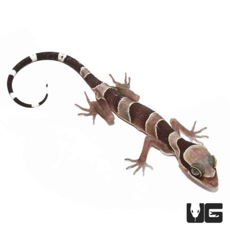 Baby Bintang Slender Toed Geckos For Sale - Underground Reptiles