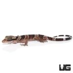 Baby Bintang Slender Toed Geckos For Sale - Underground Reptiles