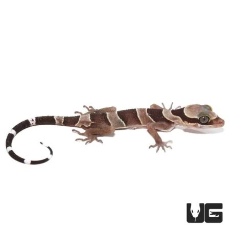 Baby Bintang Slender Toed Geckos For Sale - Underground Reptiles