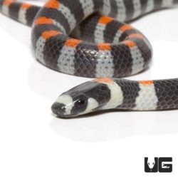 Baby Black Banded Snake For Sale - Underground Reptiles